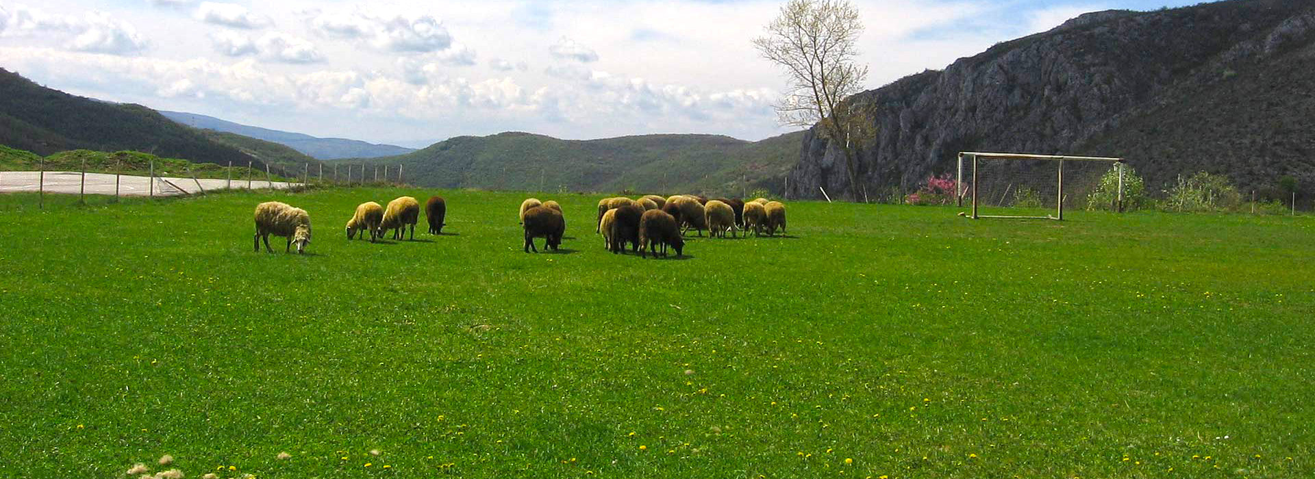 Walking Serbia guided holiday - Sheep on grazing