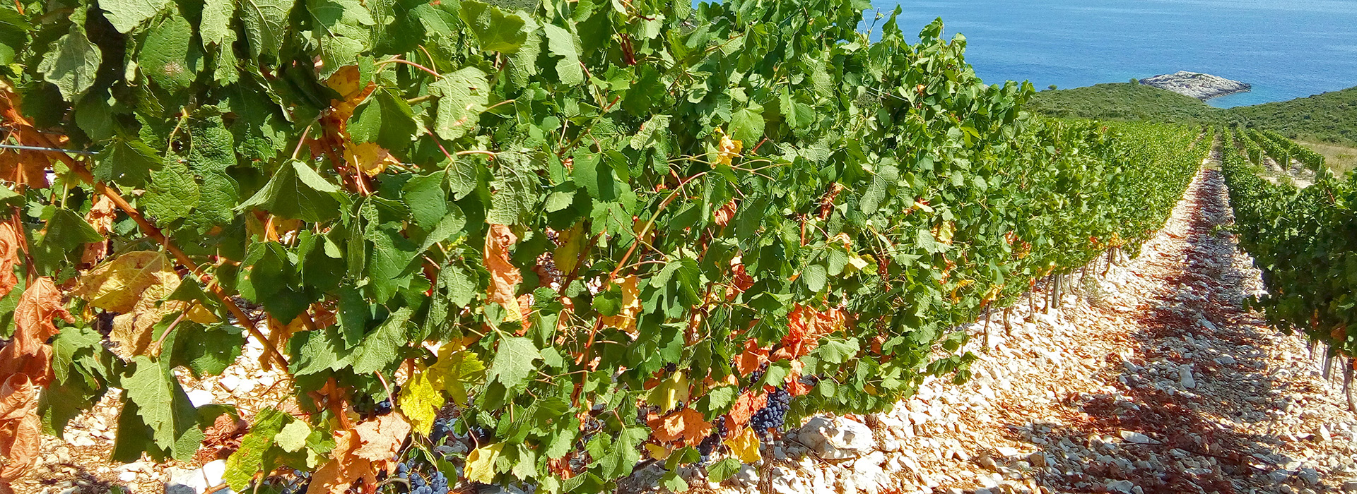 Montenegro and Croatia Self-Guided Walking Holiday Korčula vineyards